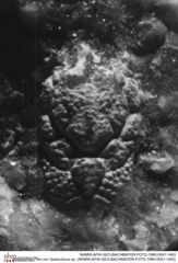 Historisches Foto von Gastrodorus sp. (NHMW-AFW-GEO-BACHMAYER-FOTO-1990-0041-1493)
